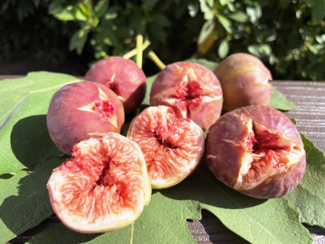尾道産イチジク
